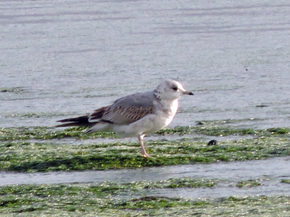 Үүлэн цахлай - ML646645433