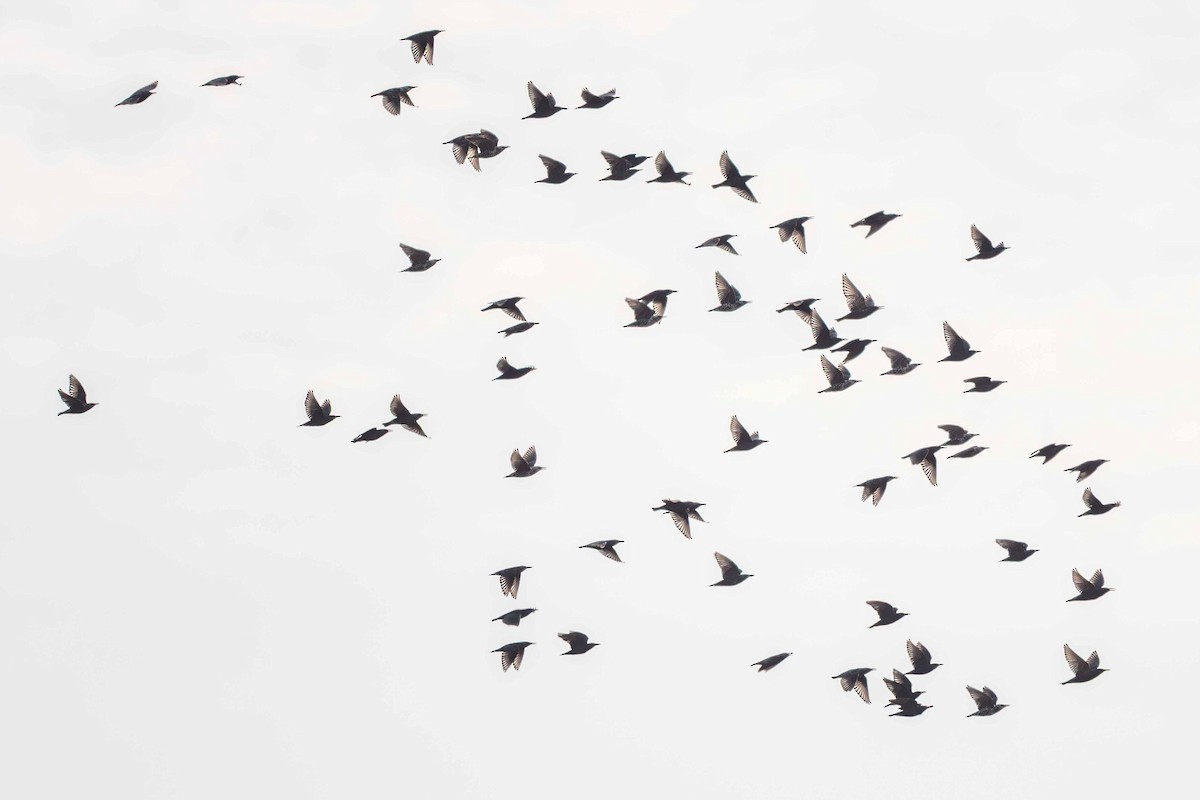 European Starling - ML646645435