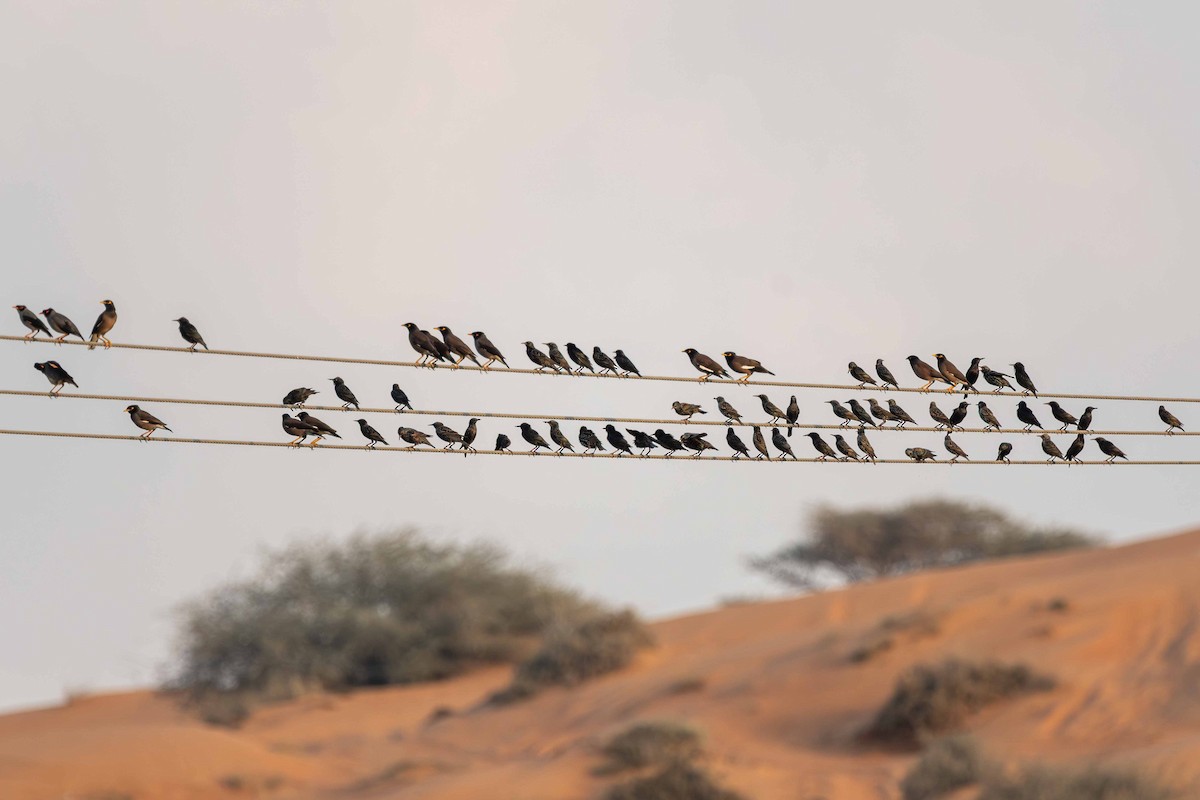 European Starling - ML646645448