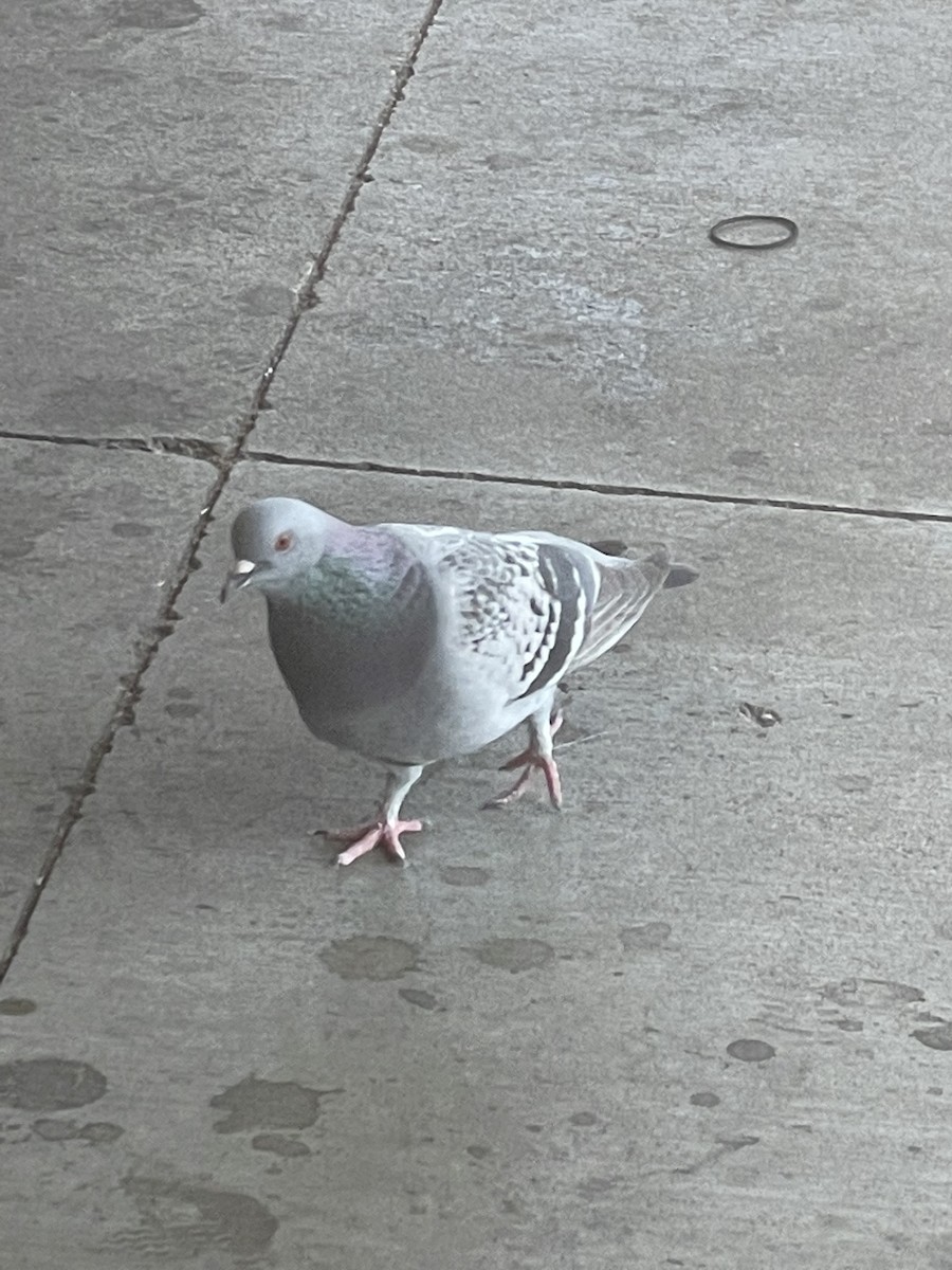 Felsentaube (Straßentaube) - ML646645449