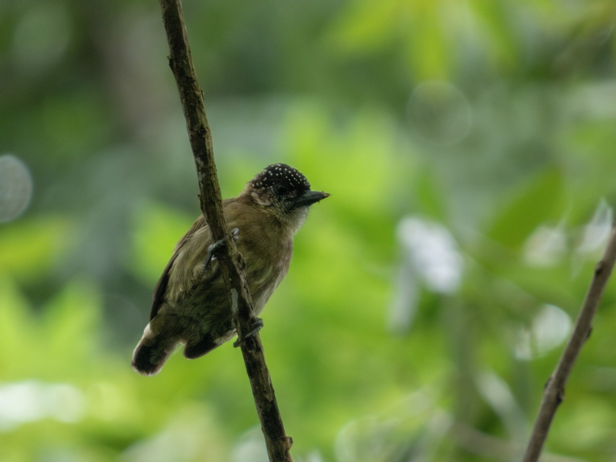 Olivaceous Piculet - ML646645451