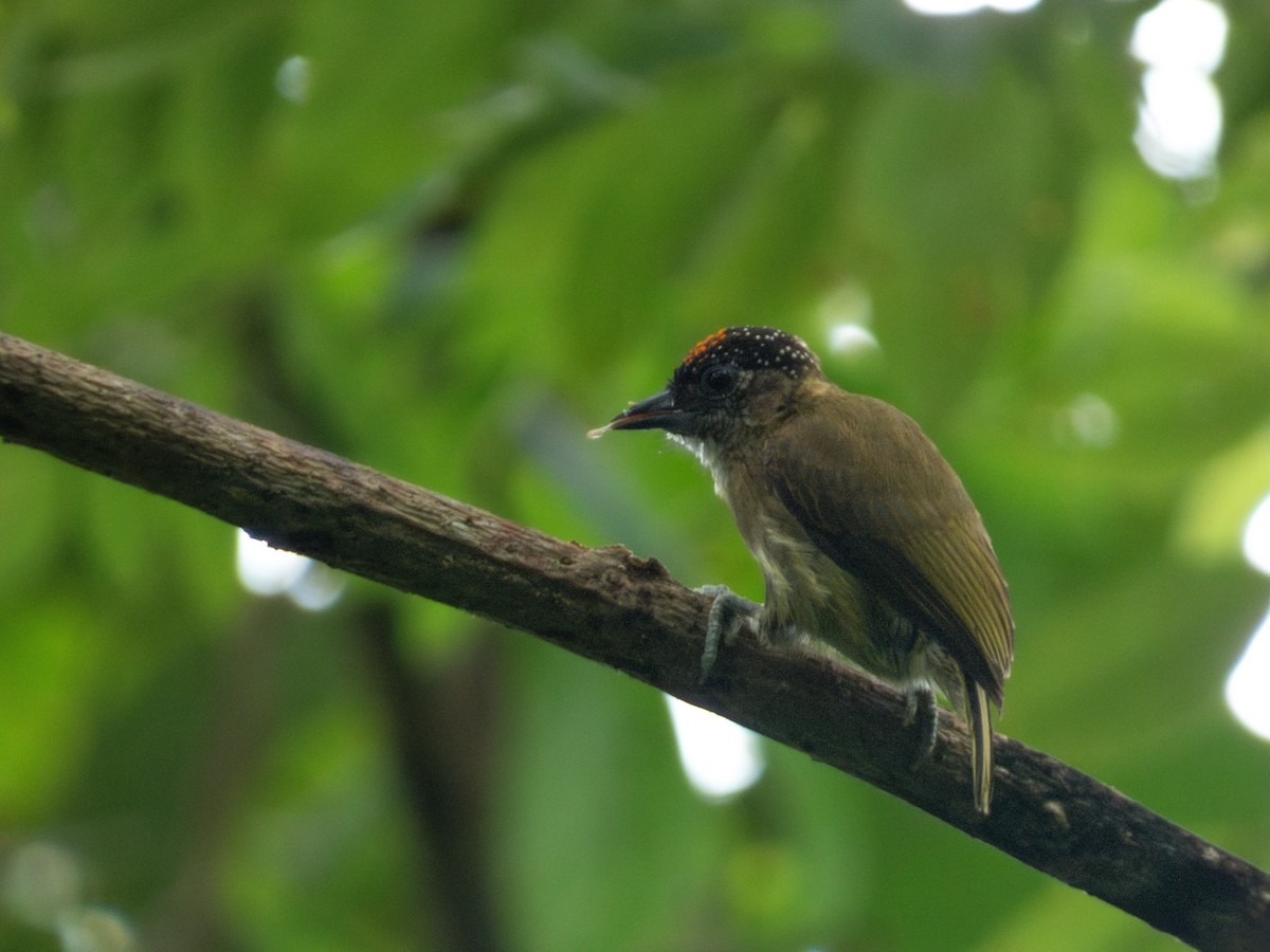 Olivaceous Piculet - ML646645452