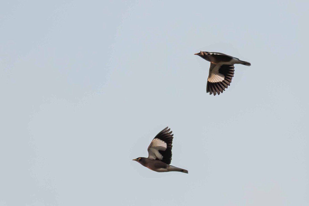 Common Myna - ML646645453