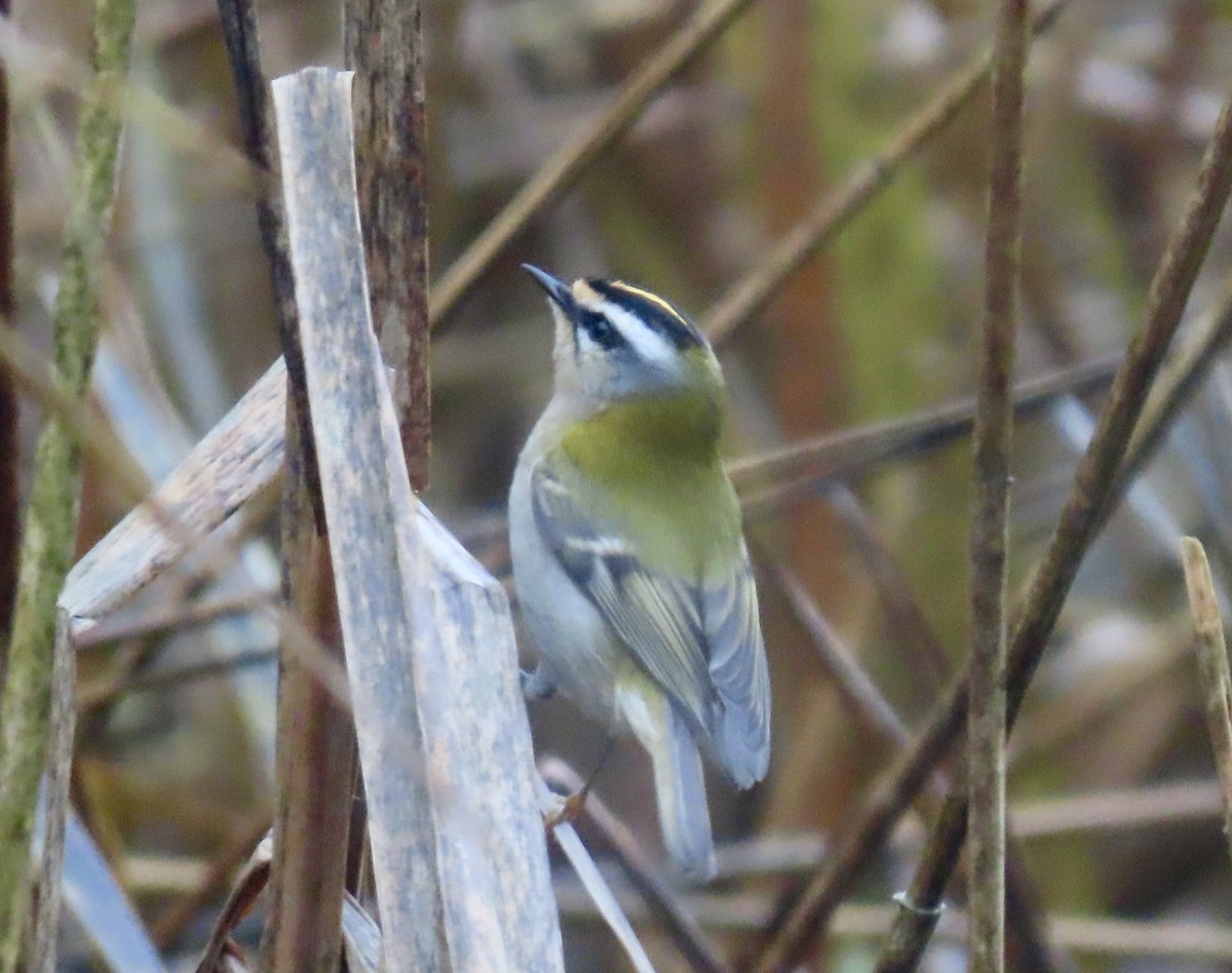 Sürmeli Çalıkuşu - ML646645454