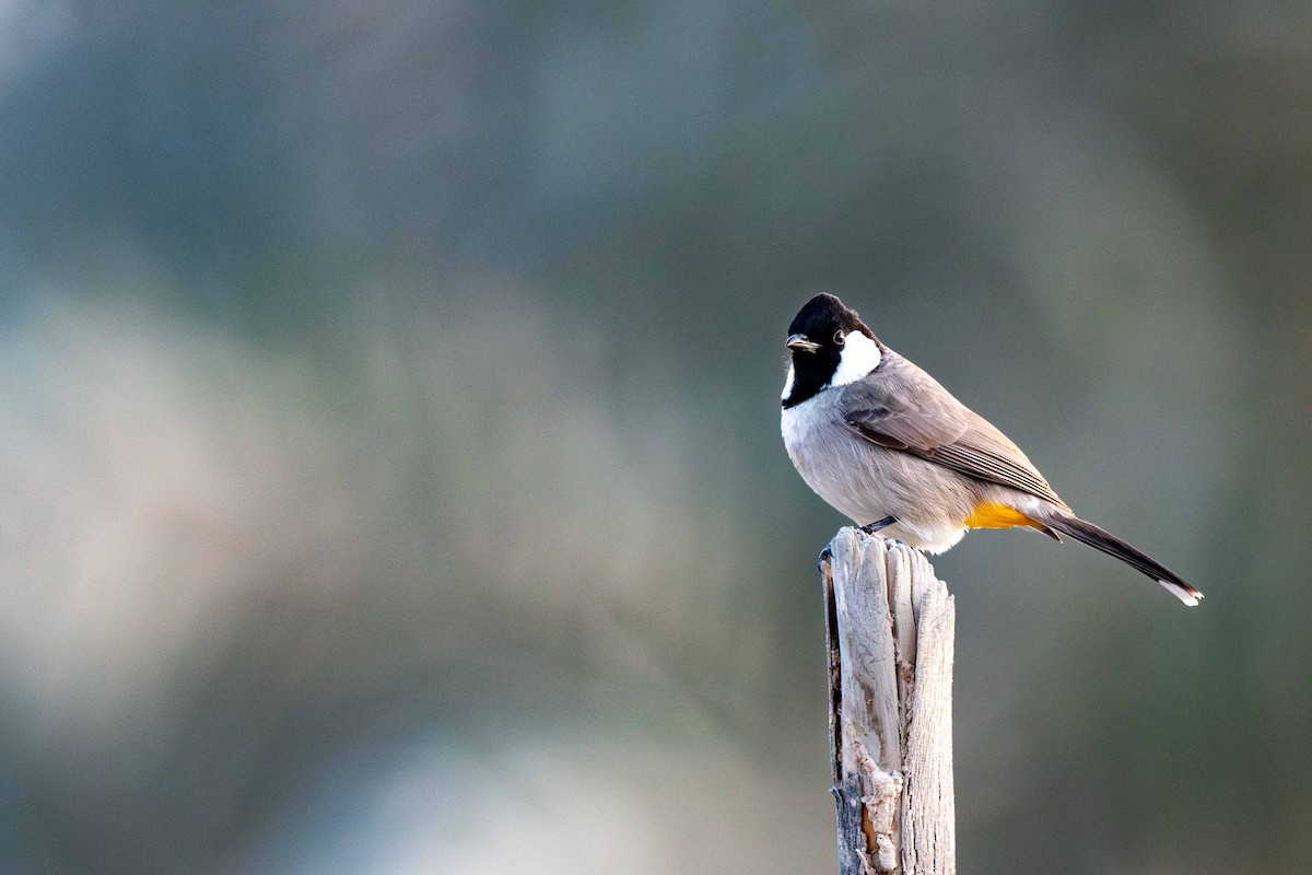 White-eared Bulbul - ML646645456
