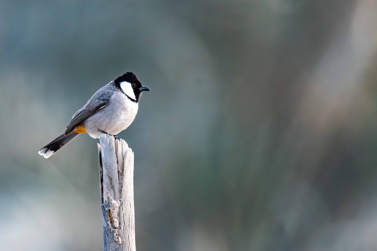 White-eared Bulbul - ML646645457