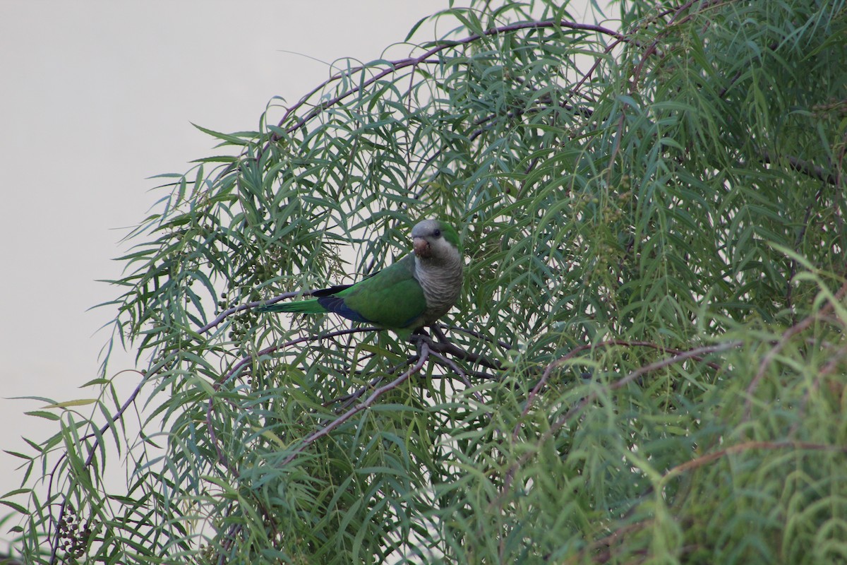 Papagai bulargrisa - ML646645458