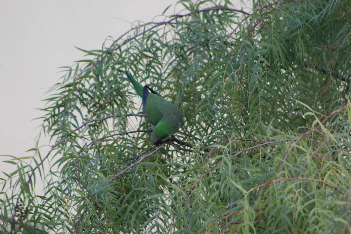 Papagai bulargrisa - ML646645459