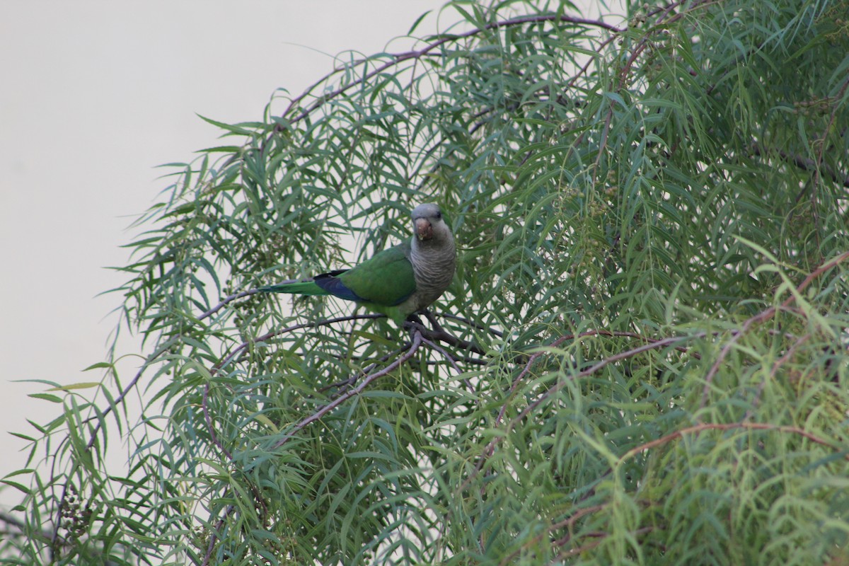 Papagai bulargrisa - ML646645460