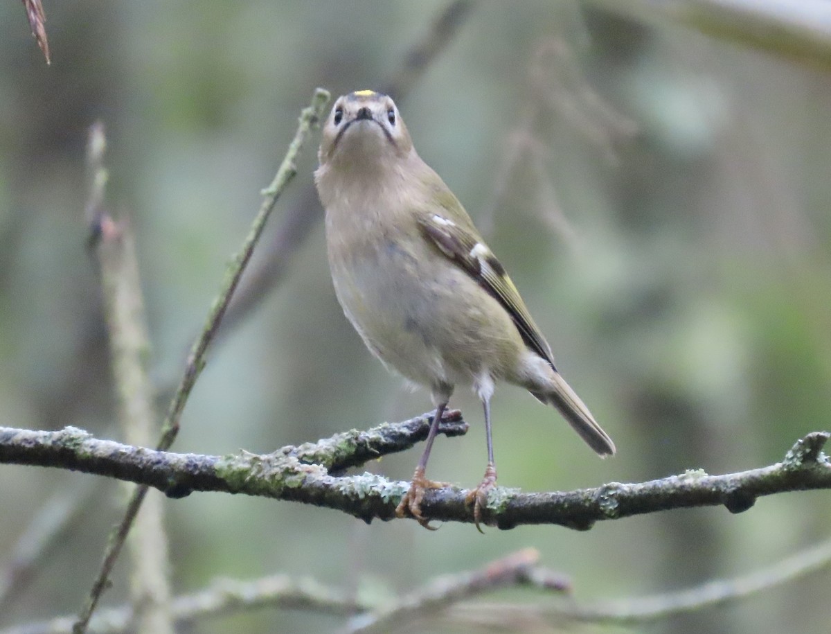 Çalıkuşu - ML646645461