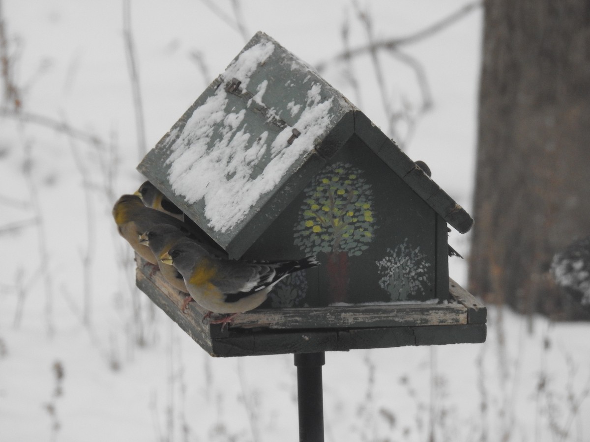 Evening Grosbeak - ML646645462