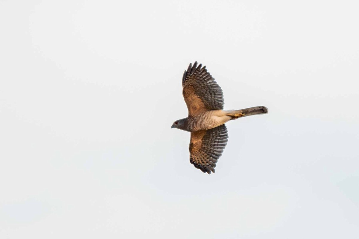 Shikra - ML646645463