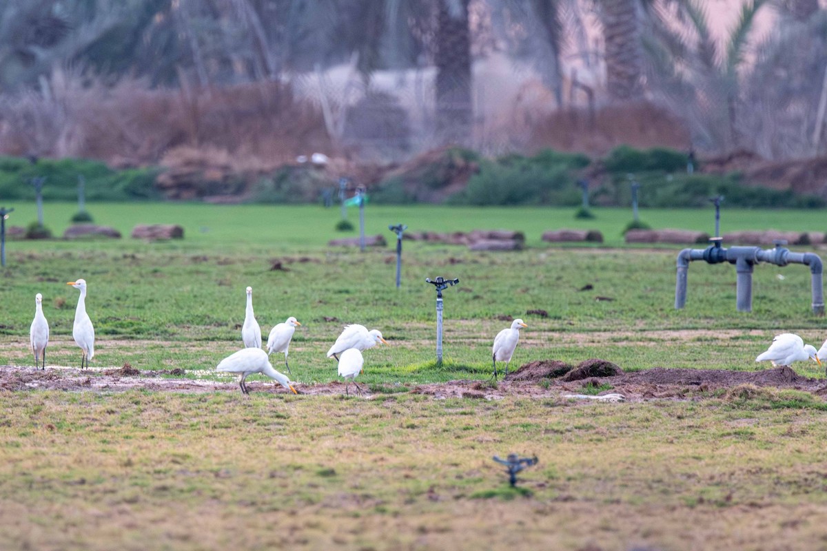 Western Cattle-Egret - ML646645469
