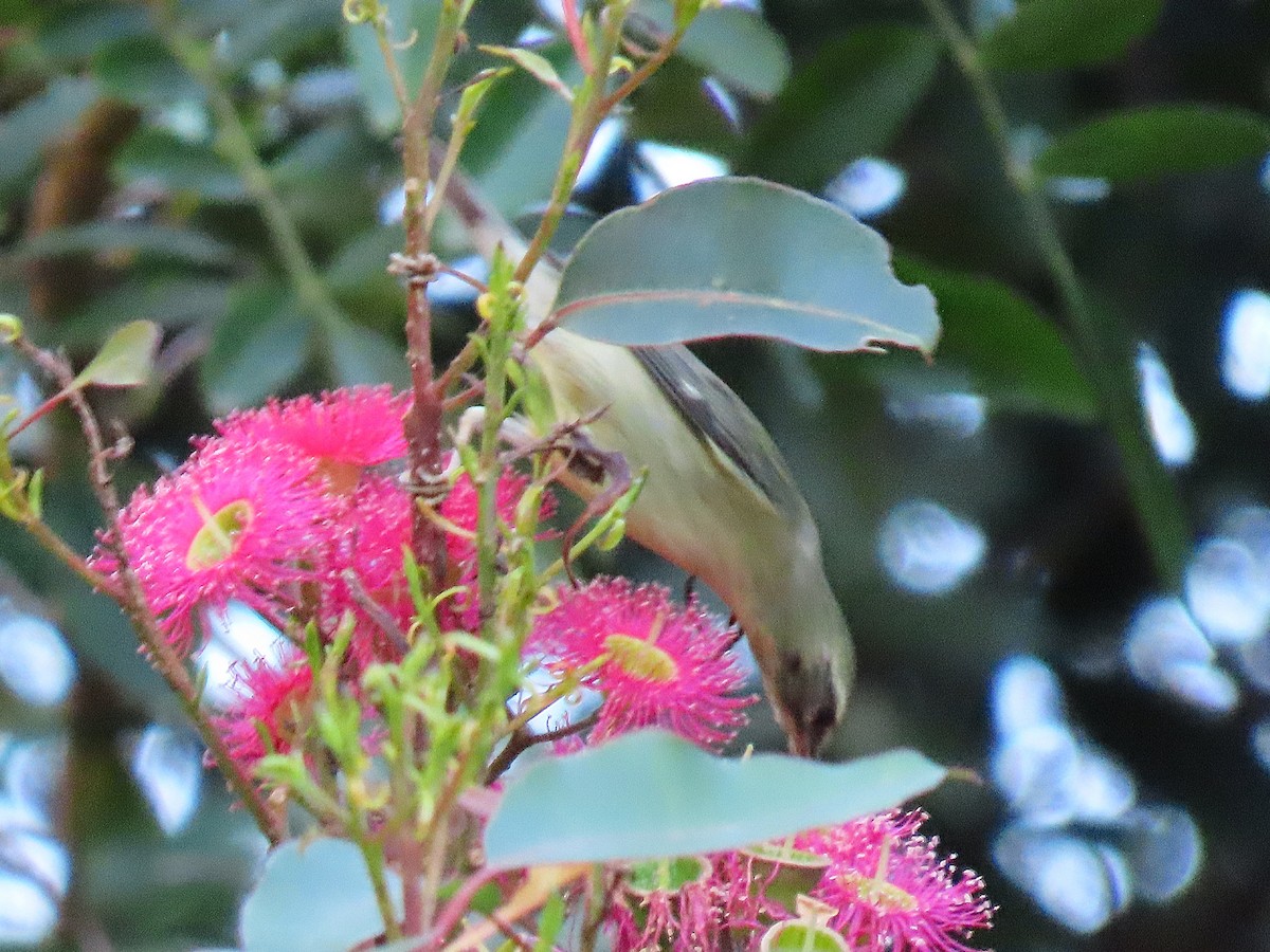 Black-throated Blue Warbler - ML646645470