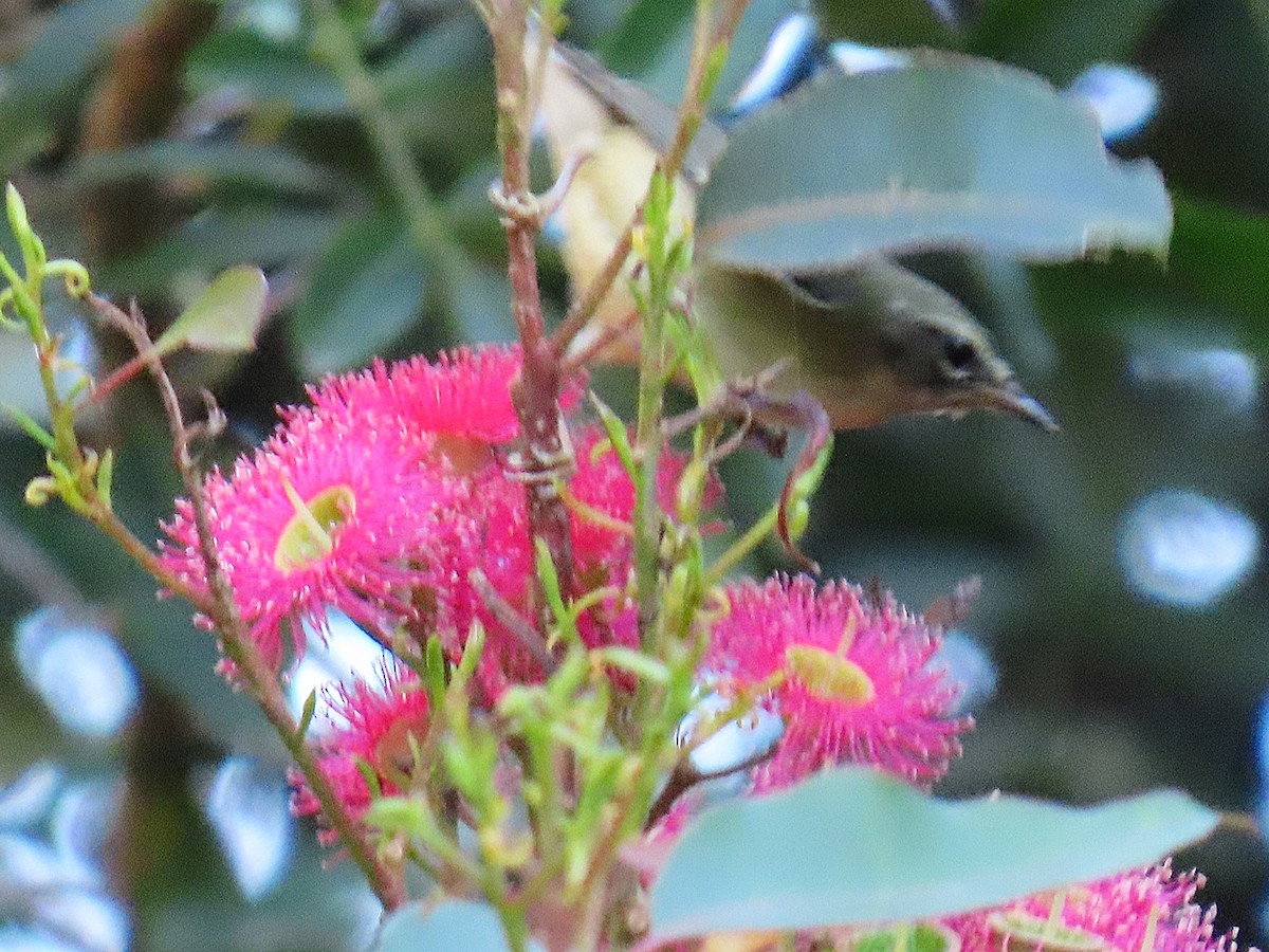 Black-throated Blue Warbler - ML646645471