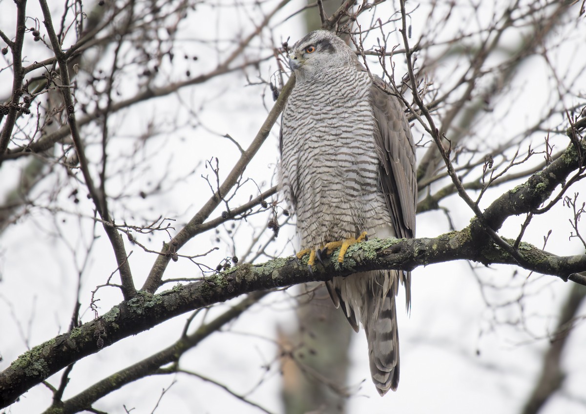 Үлэг харцага - ML646645477