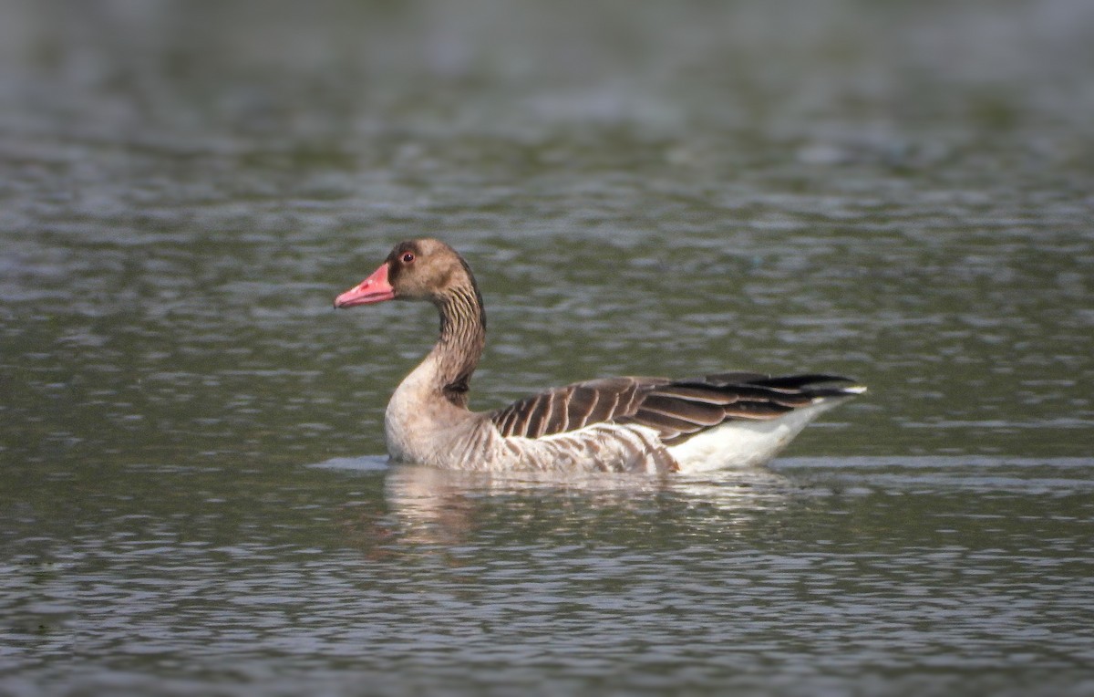 grågås - ML646645478