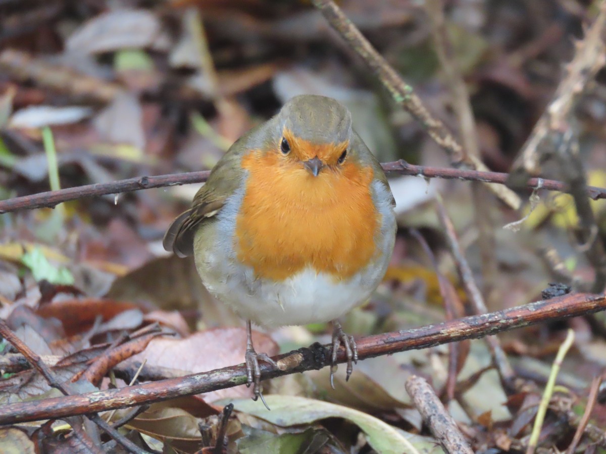 Kızılgerdan - ML646645480