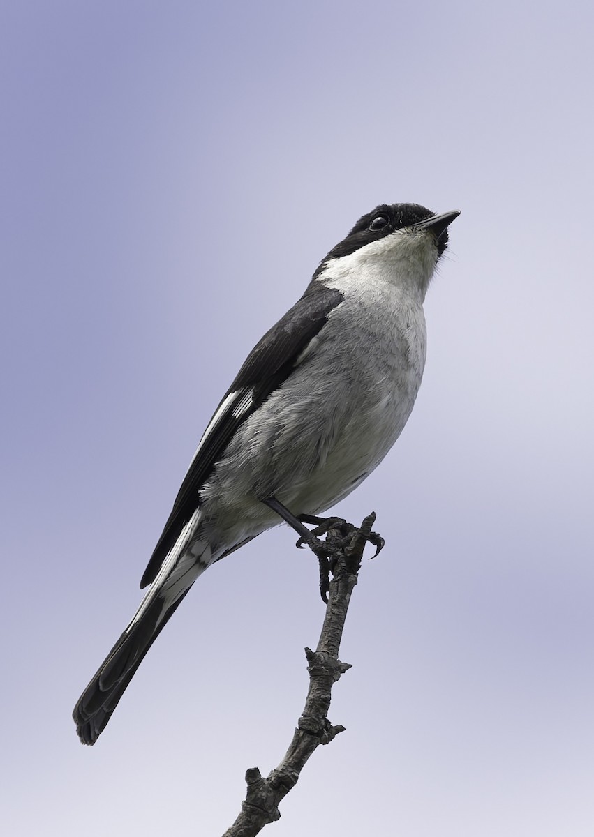 Papamoscas Fiscal - ML646645482