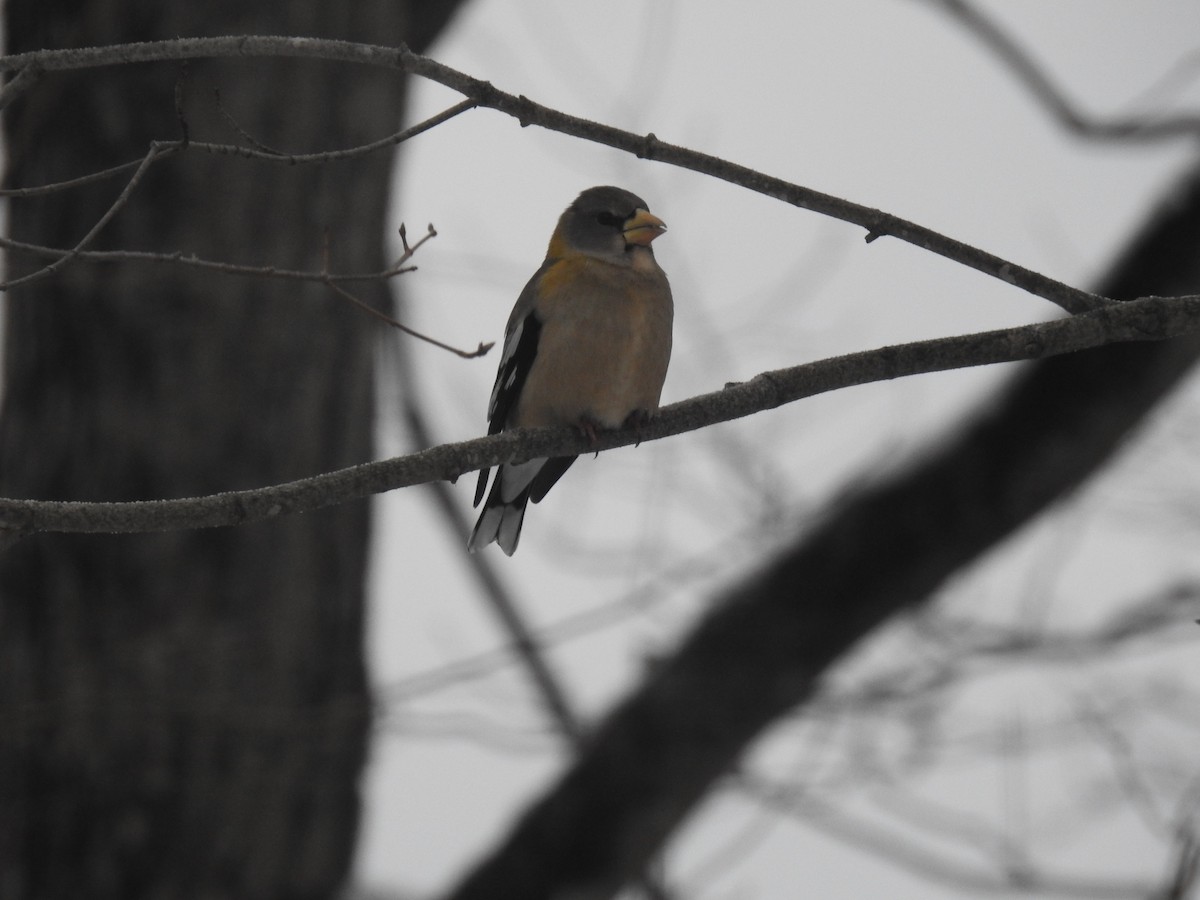 Evening Grosbeak - ML646645492