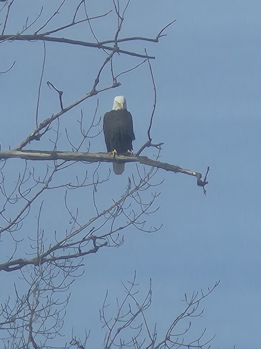 Ak Başlı Kartal - ML646645494