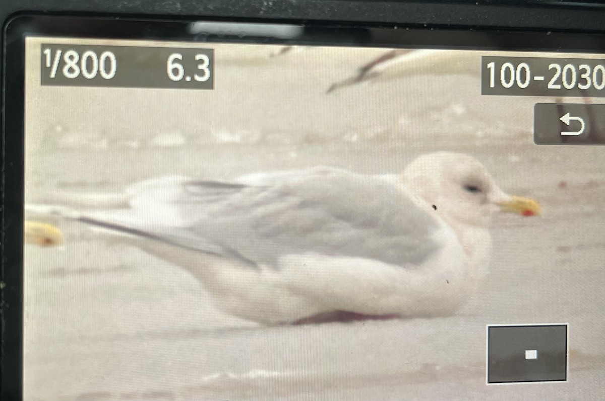 Iceland Gull - ML646645496