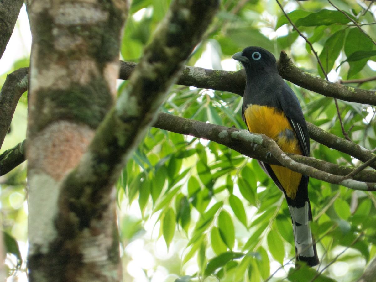 Black-headed Trogon - ML646645497