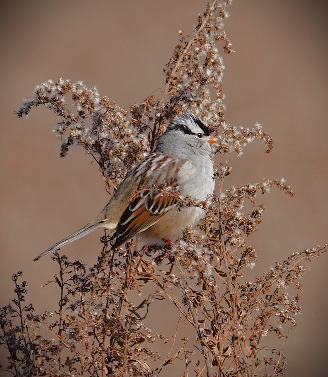 White-crowned Sparrow - ML646645499
