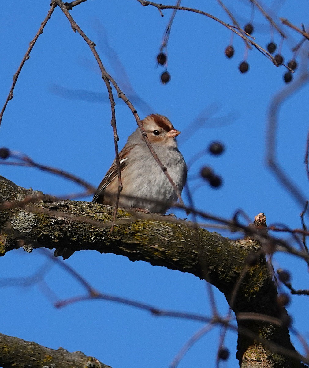 White-crowned Sparrow - ML646645500