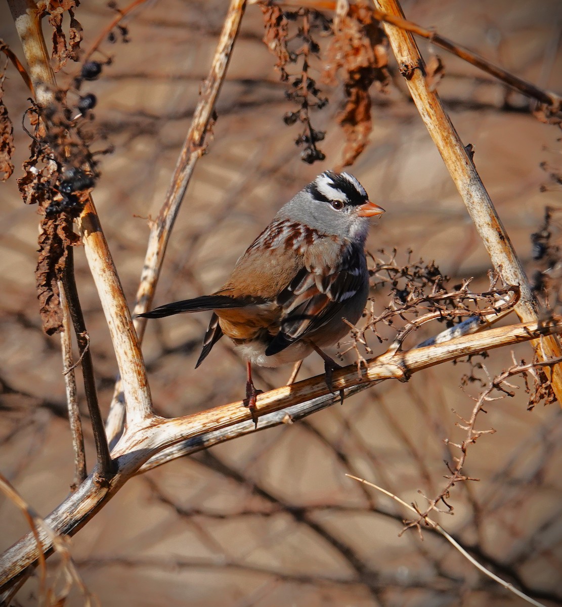 White-crowned Sparrow - ML646645501