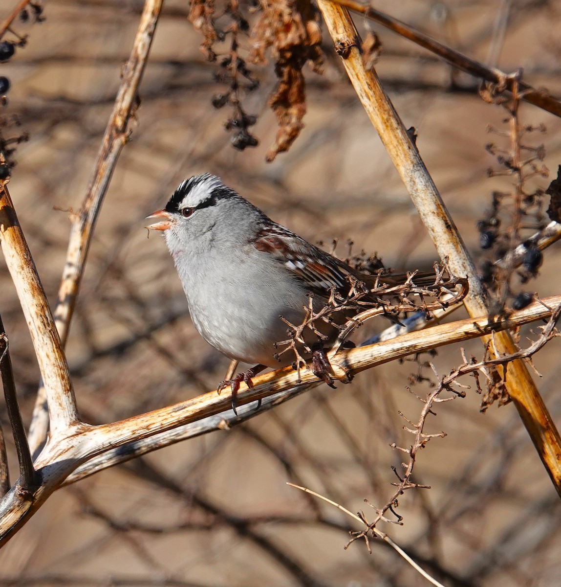 White-crowned Sparrow - ML646645502