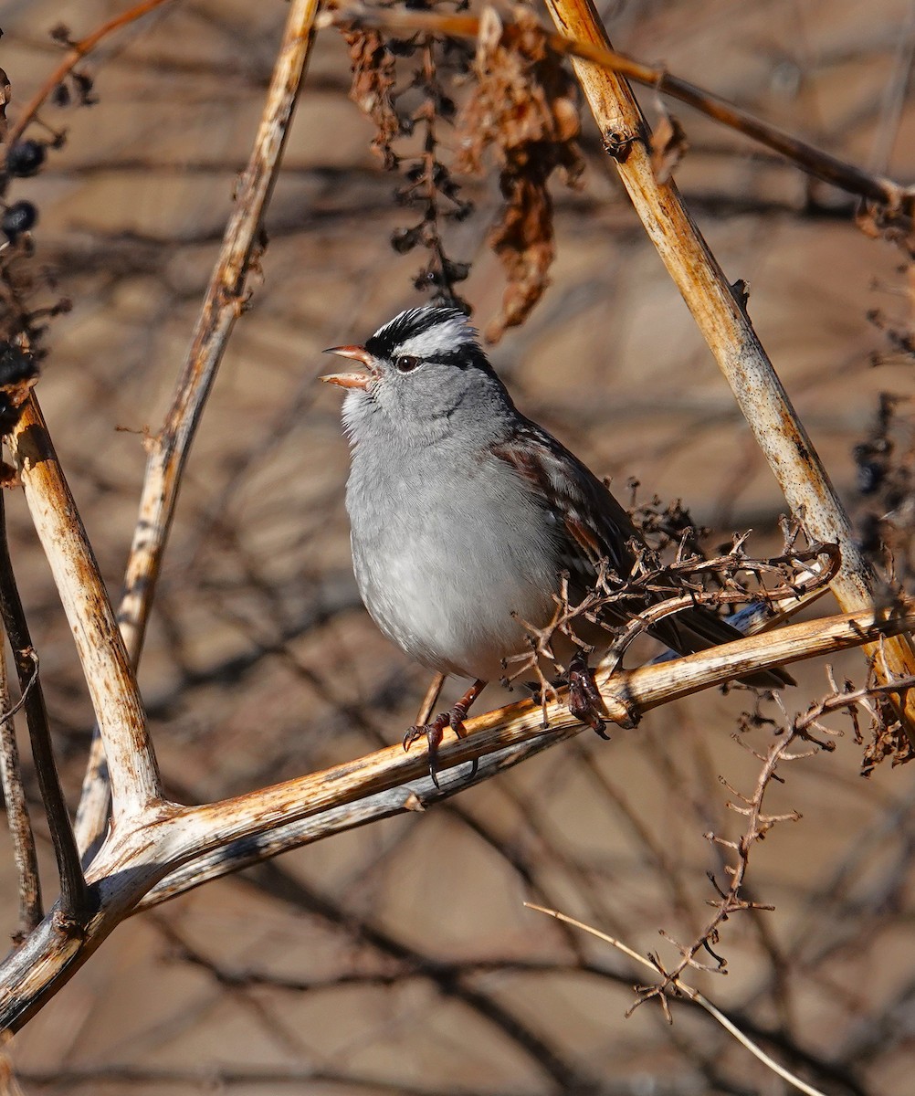White-crowned Sparrow - ML646645503