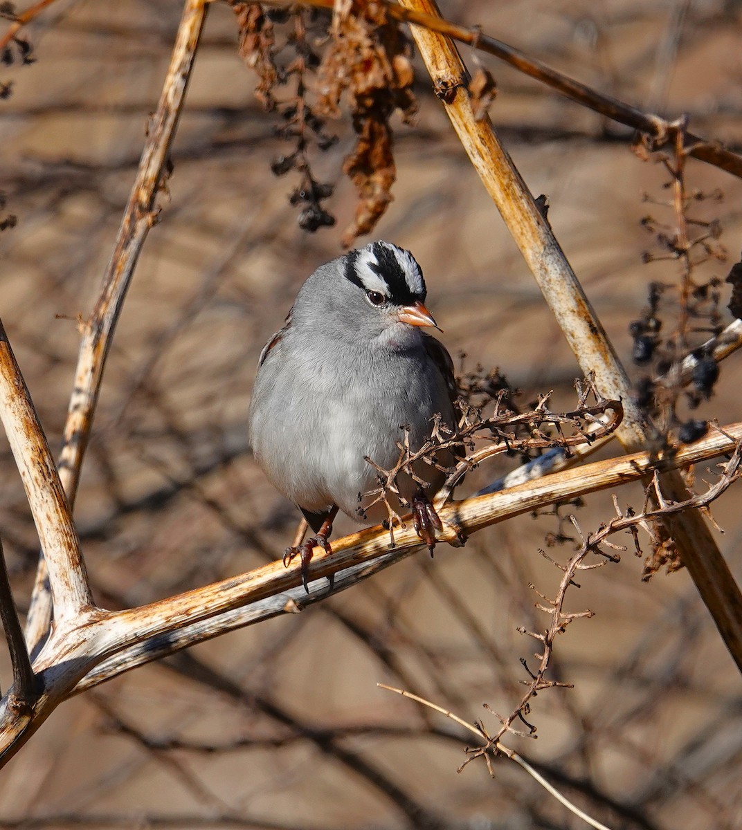 White-crowned Sparrow - ML646645504