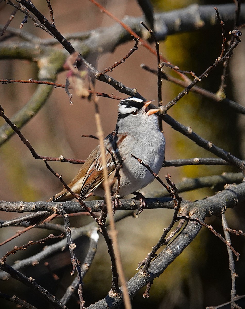 White-crowned Sparrow - ML646645505