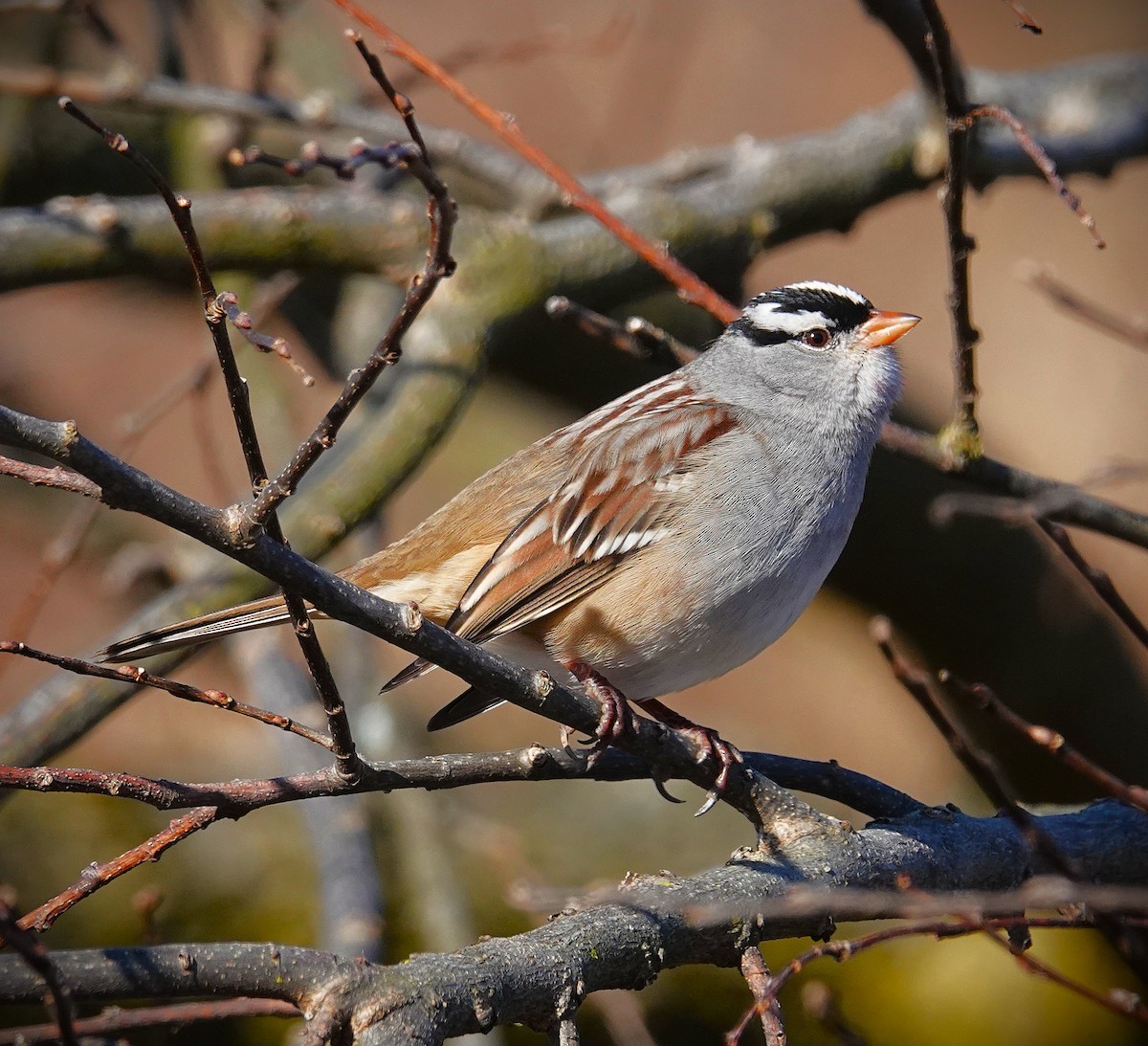 White-crowned Sparrow - ML646645506