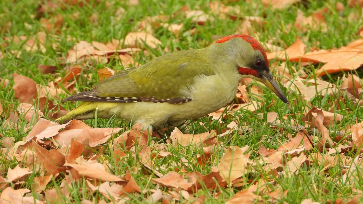 Iberian Green Woodpecker - ML646645509