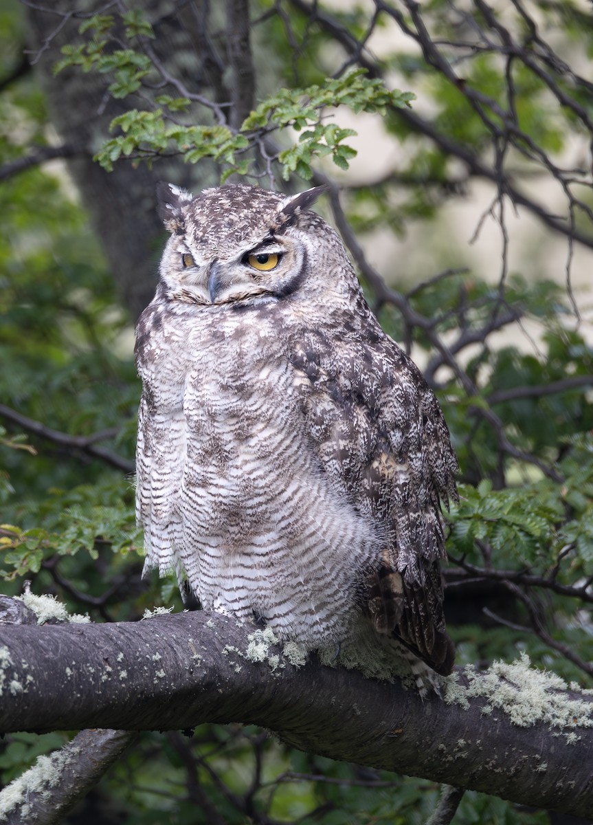 Lesser Horned Owl - ML646645510