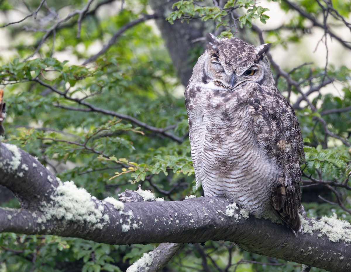 Lesser Horned Owl - ML646645511