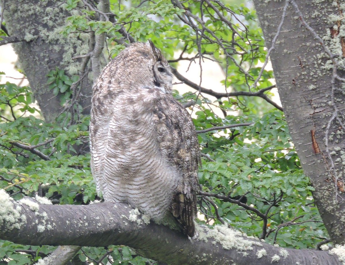 Lesser Horned Owl - ML646645512
