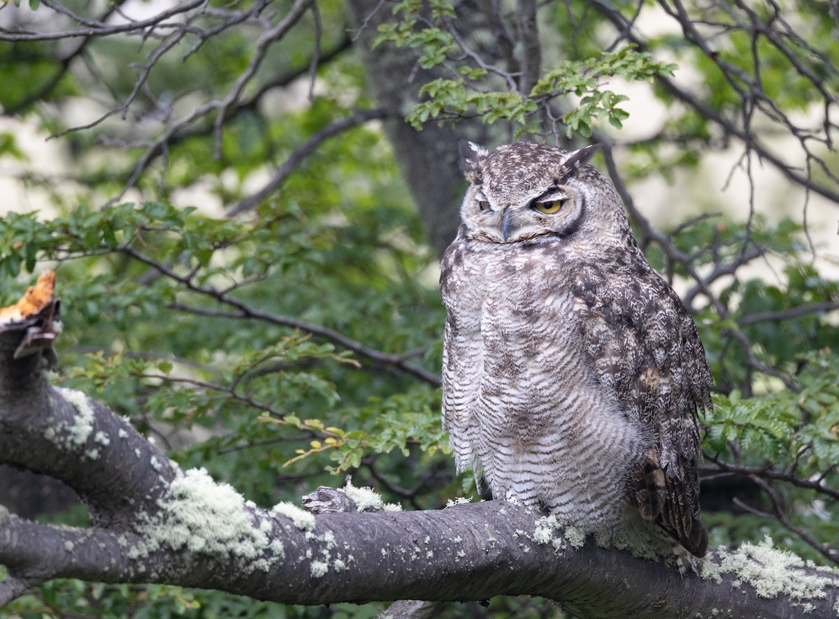 Lesser Horned Owl - ML646645514