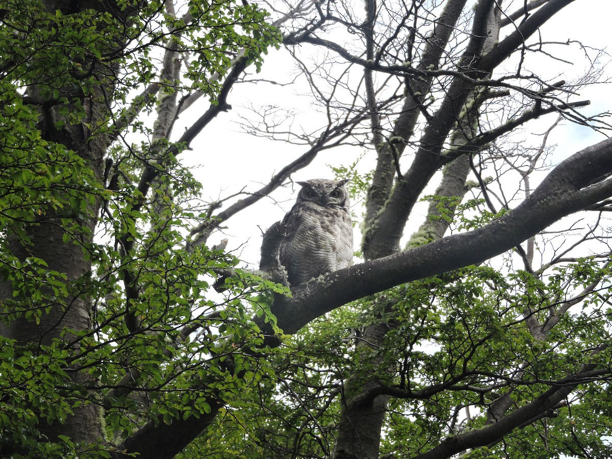 Lesser Horned Owl - ML646645515