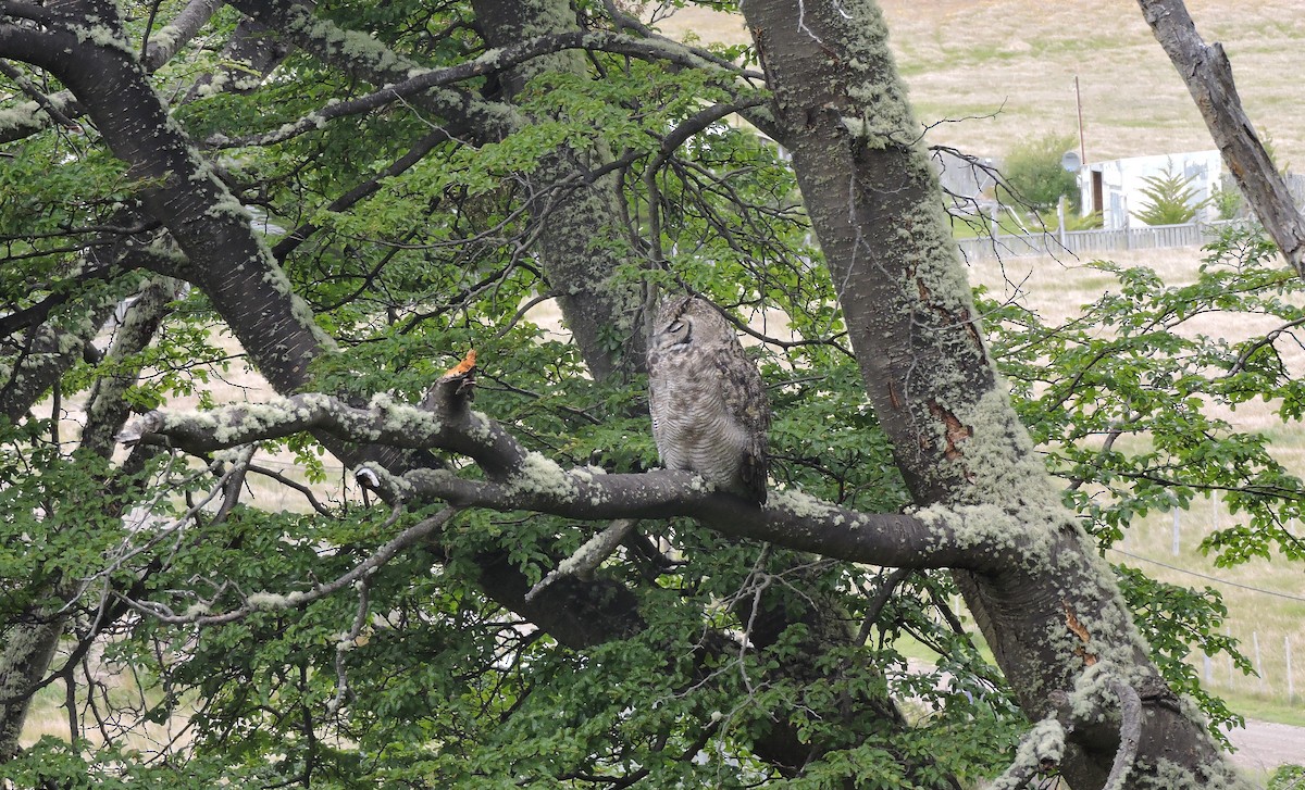 Lesser Horned Owl - ML646645516