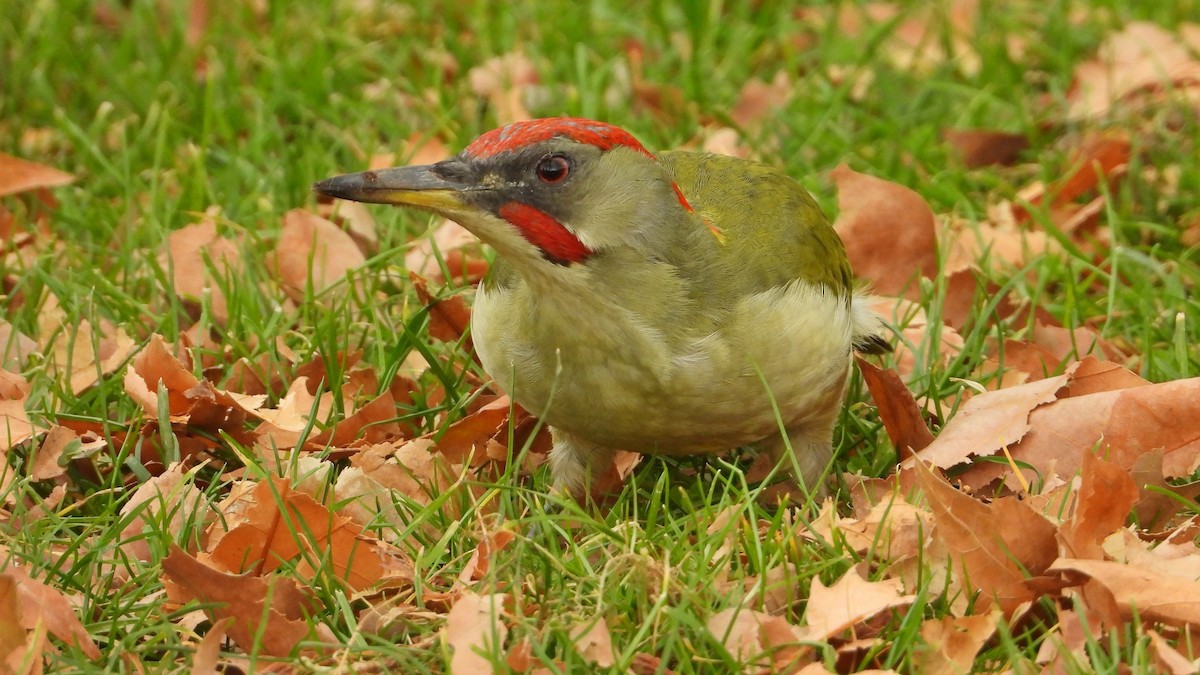 Iberian Green Woodpecker - ML646645518
