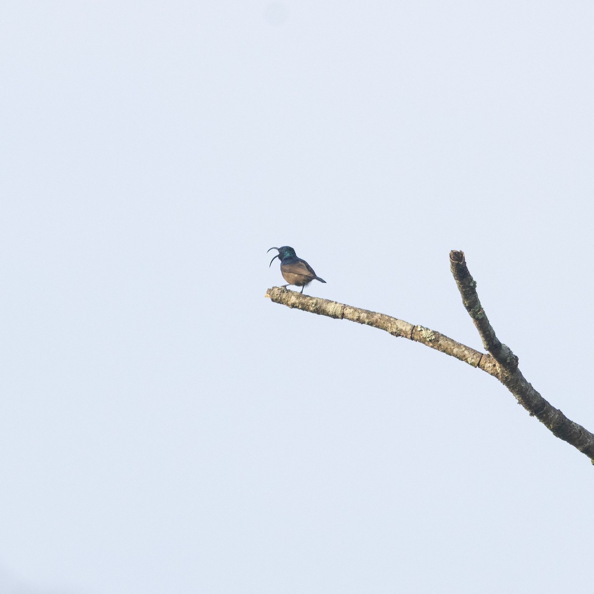 strdimil jihoindický - ML646645521