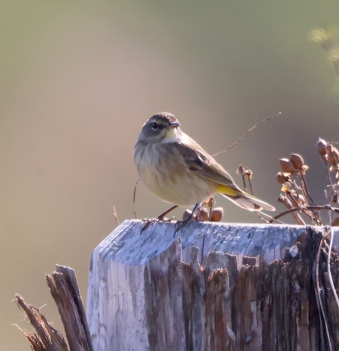 Palm Warbler - ML646645522