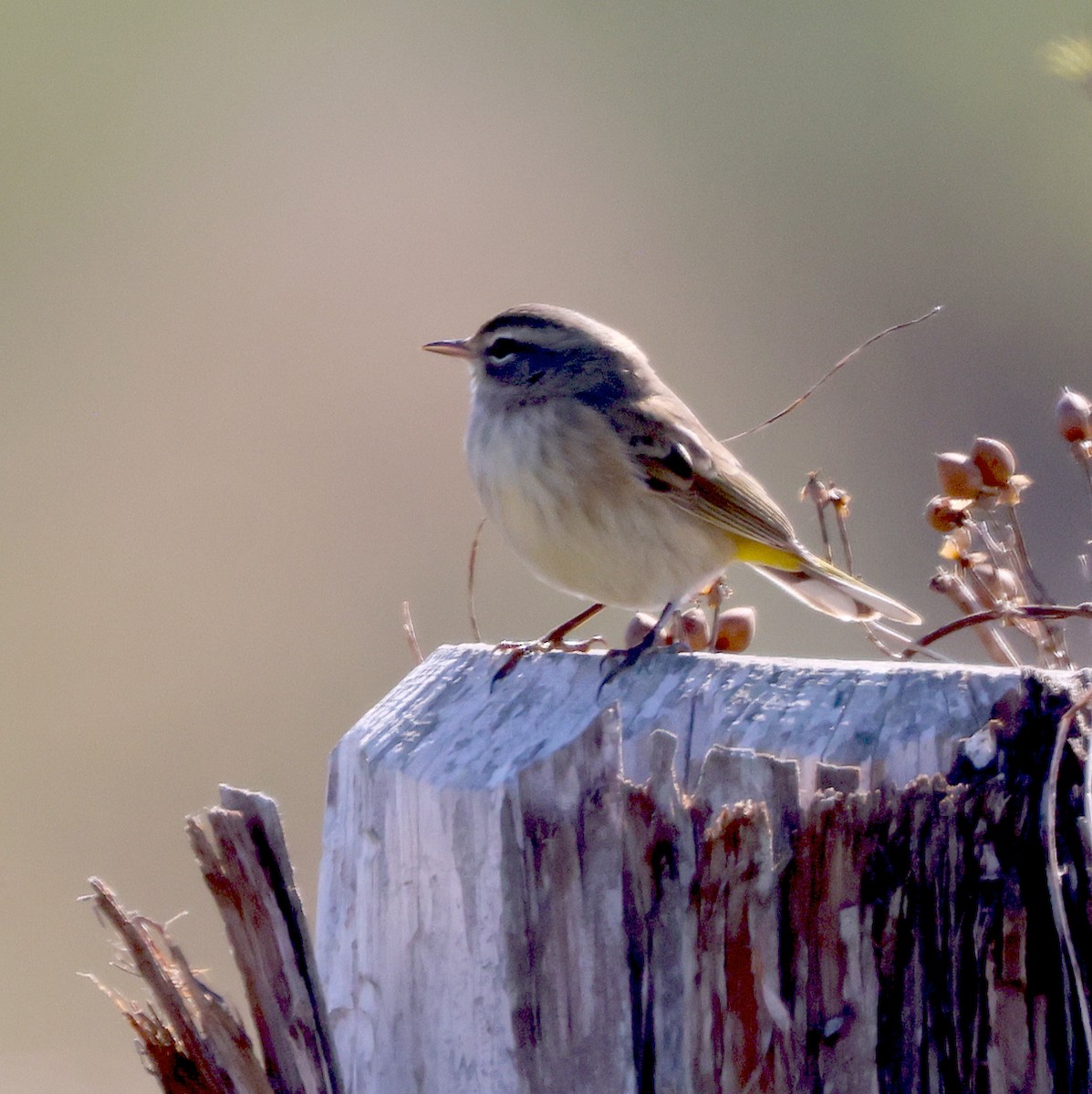 Palm Warbler - ML646645523