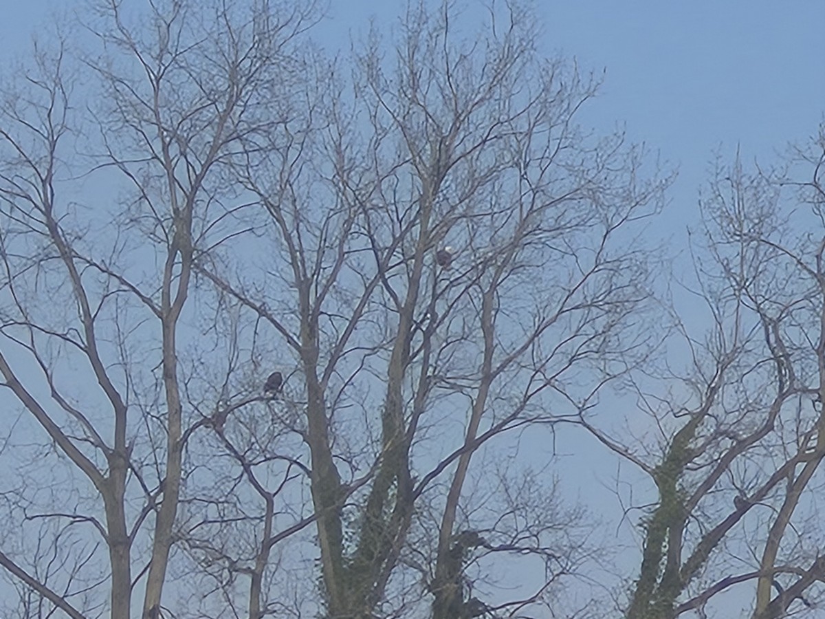 Ak Başlı Kartal - ML646645524