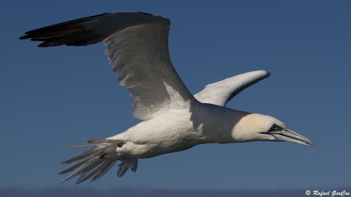 Alcatraz Atlántico - ML646645531