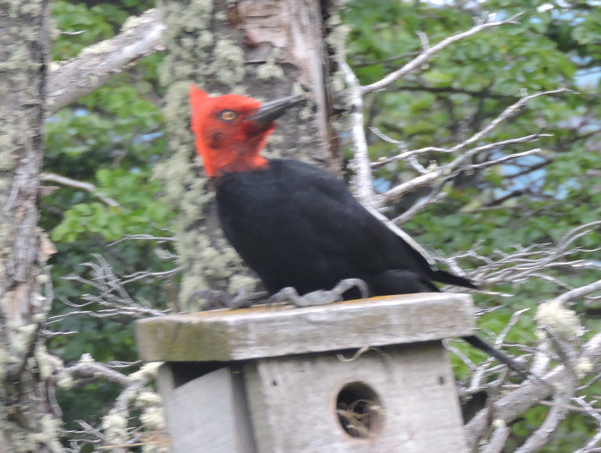 Magellanic Woodpecker - ML646645538