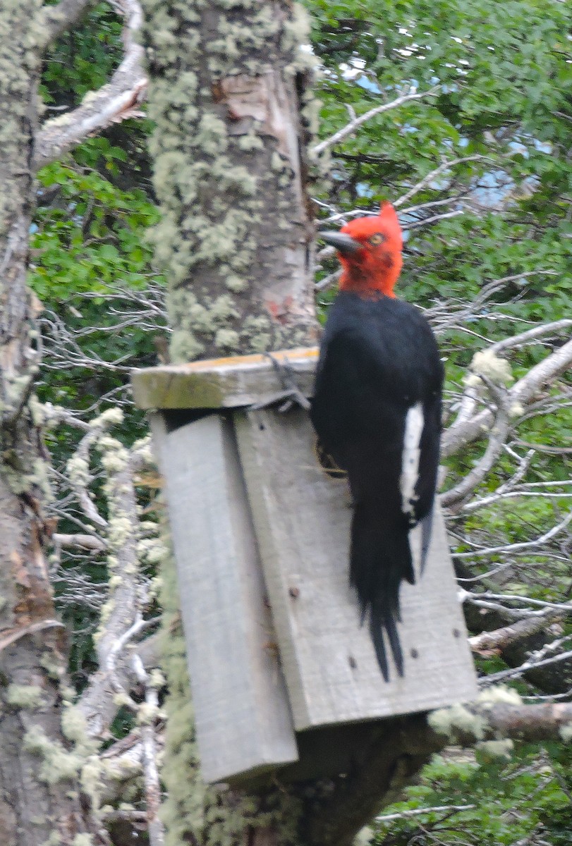 Magellanic Woodpecker - ML646645539